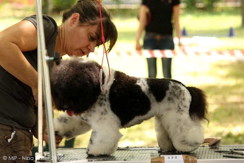 2012-07-01 B & B - Bedlington & Bichon Fun Day (22)_1500x1000.jpg